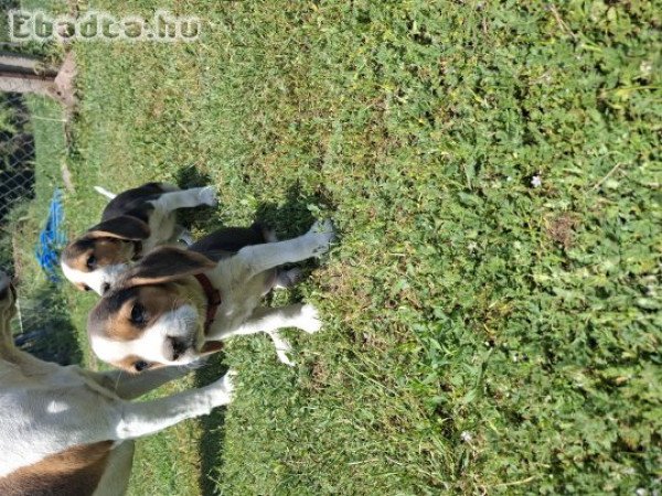 Beagle kiskutya eladó