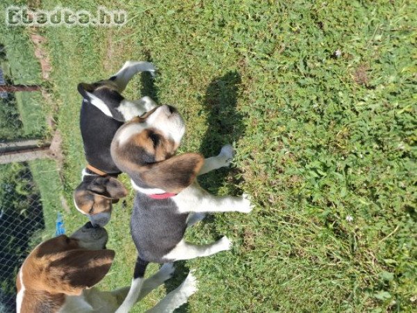 Beagle kiskutya eladó