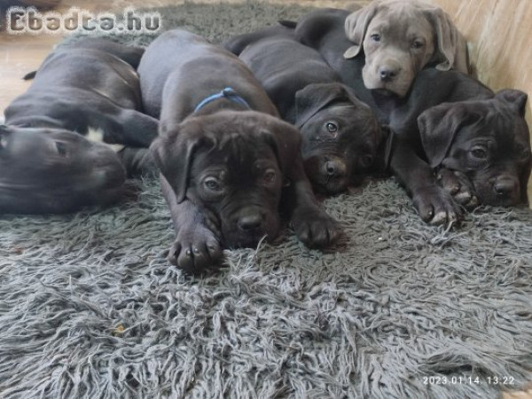 Eladó cane corso kölykök