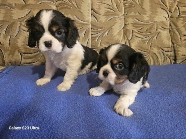 cavalier king charles spániel