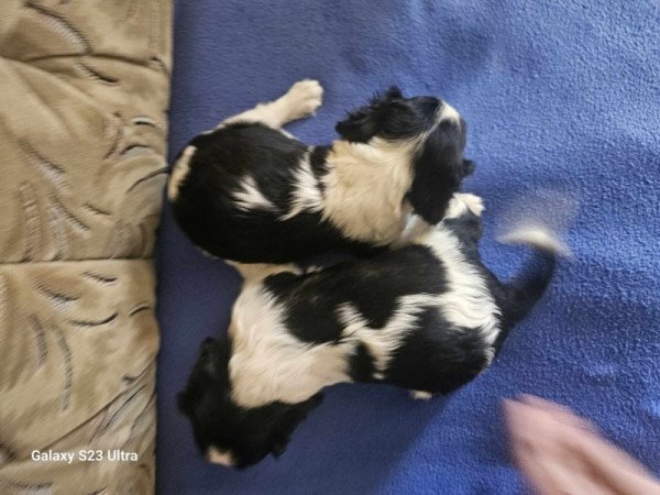 cavalier king charles spániel