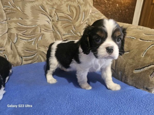 cavalier king charles spániel