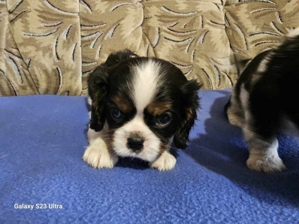 cavalier king charles spániel