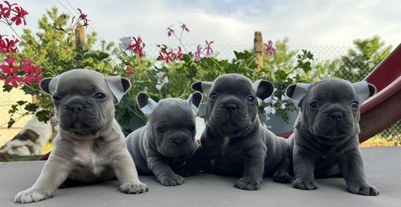 francia bulldog
