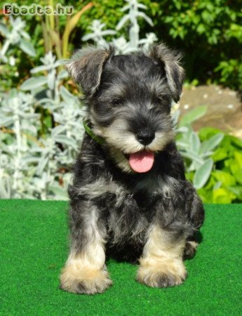 Törpe schnauzer törzskönyvezett kölykök