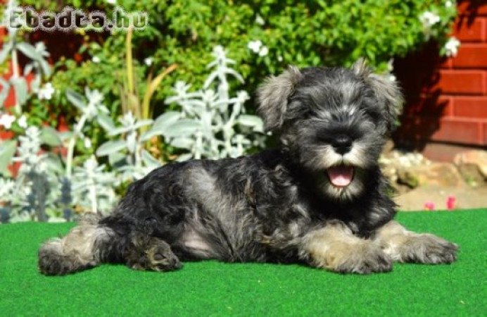 Törpe schnauzer törzskönyvezett kölykök