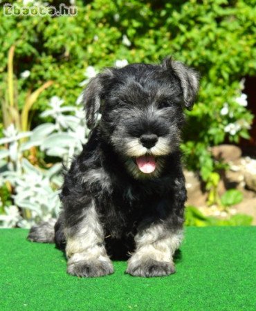 Törpe schnauzer törzskönyvezett kölykök