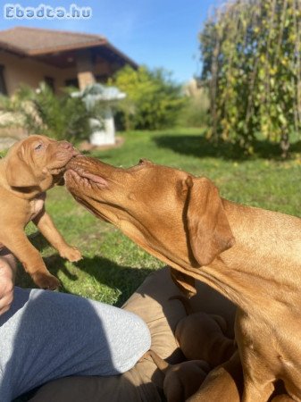 Magyar vizslababa