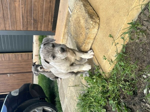 Amerikai Staffordshire Terrier