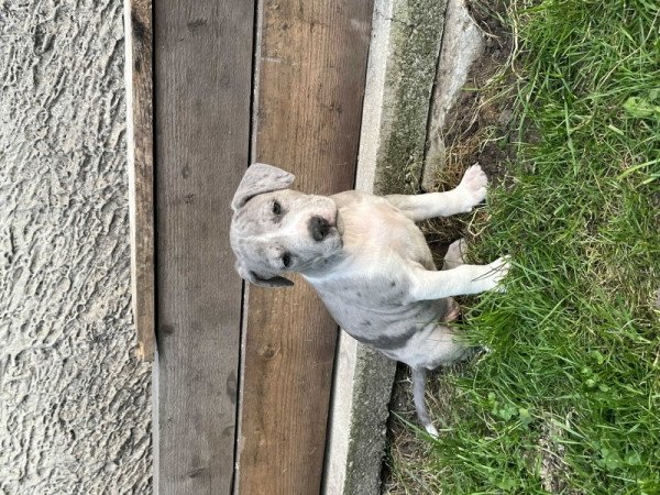 Amerikai Staffordshire Terrier