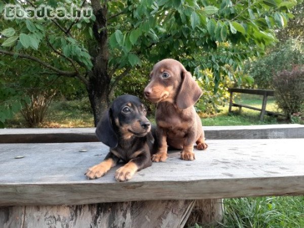 törpe-standard tacskó eladó kiskutyák szép színűek