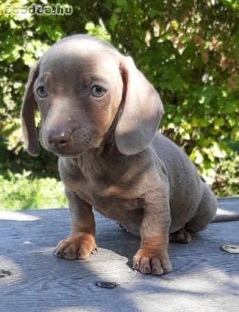 törpe-standard tacskó eladó kiskutyák szép színűek