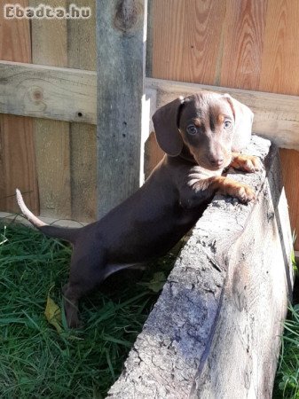 törpe-standard tacskó eladó kiskutyák szép színűek