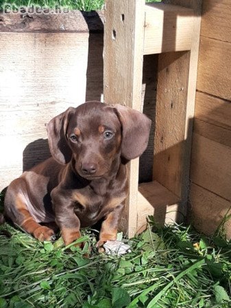 törpe-standard tacskó eladó kiskutyák szép színűek