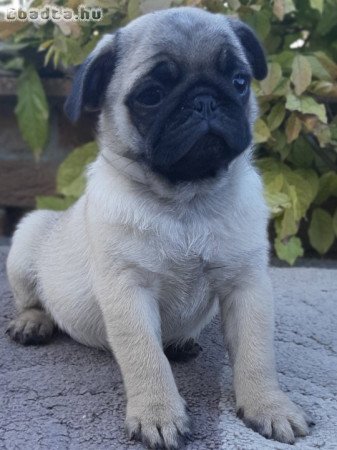 eladó mopsz kiskutyák