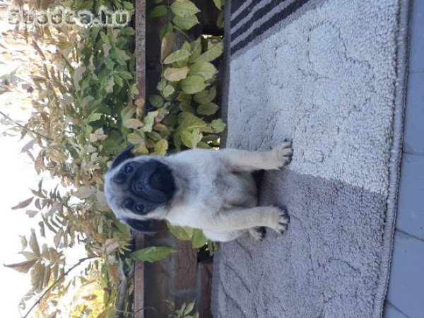 eladó mopsz kiskutyák
