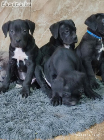 Eladó cane corso kölykök