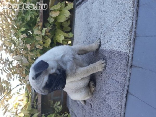 eladó mopsz kiskutyák