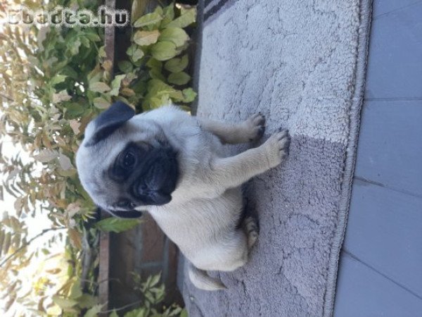 eladó mopsz kiskutyák