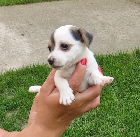 Jack Russell (russel)