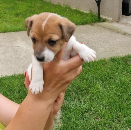 Jack Russell (russel)