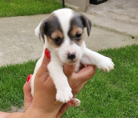 Jack Russell (russel)