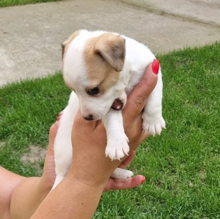 Jack Russell (russel)