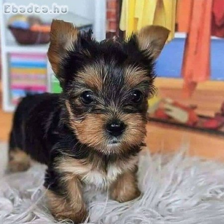 Yorkshire terrier állatorvos ellenőrizte