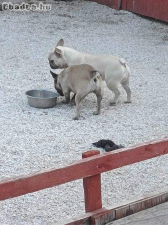 Francia Bulldog fiú