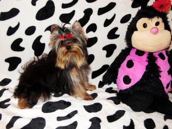 Yorkshire Terrier, Yorki