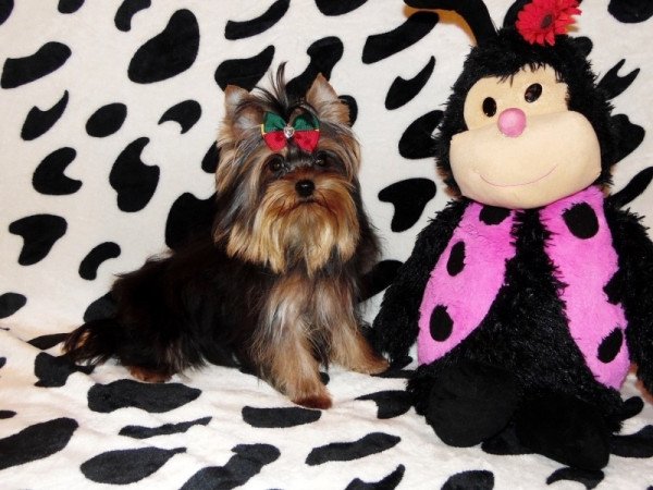 Yorkshire Terrier, Yorki