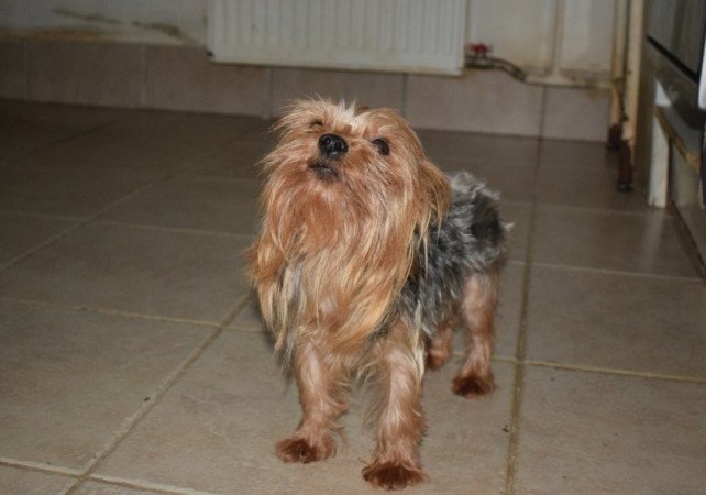 Yorkshire terrier