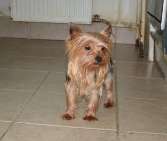Yorkshire terrier