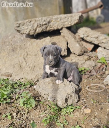 Amerikai staffordshire terrier