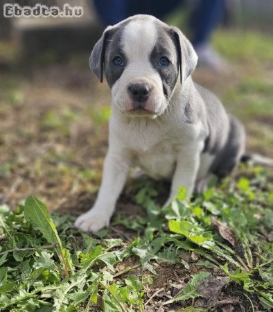 Amerikai staffordshire terrier