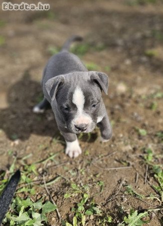 Amerikai staffordshire terrier