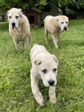 Közép-ázsiai Juhász kutya