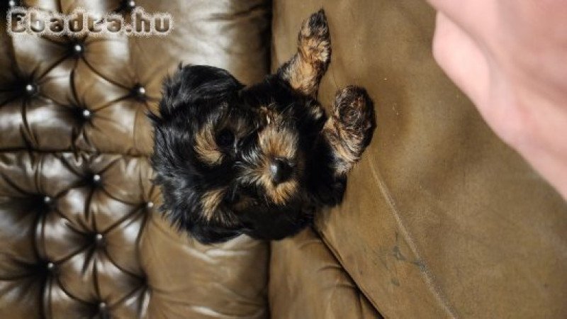 Yorshire Terrier Fajtajellegű