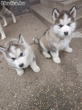 Husky Malamut kölyök kutyak