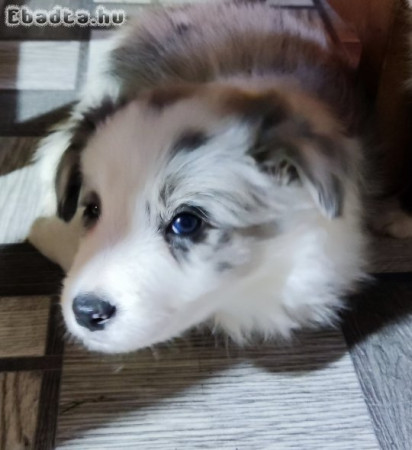 Border Collie 06203505501