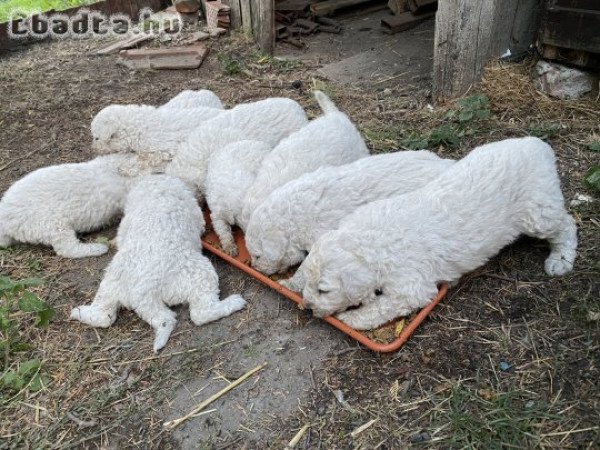 Fajtiszta kuvasz kiskutyák