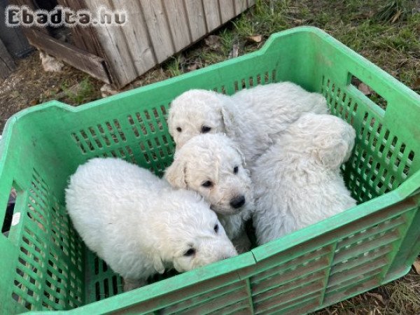 Fajtiszta kuvasz kiskutyák