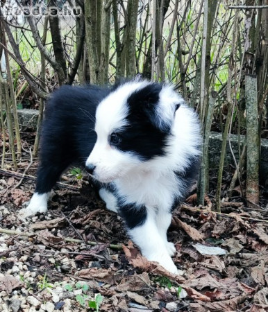 Border Collie 06203505501