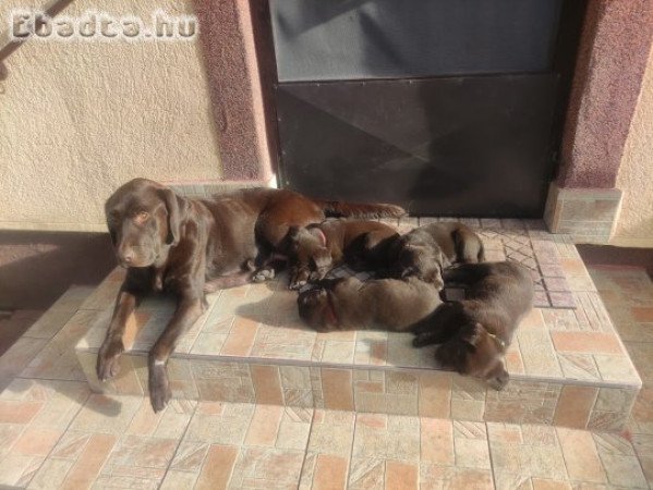 Labrador törzskönyves szülőktől csoki színű