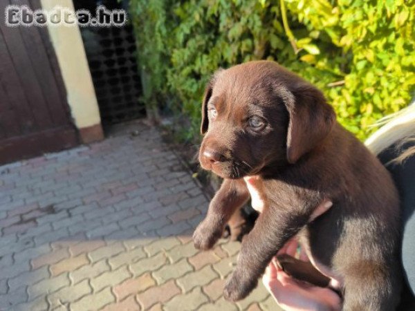 Labrador törzskönyves szülőktől csoki színű