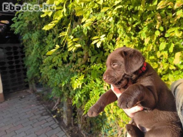 Labrador törzskönyves szülőktől csoki színű