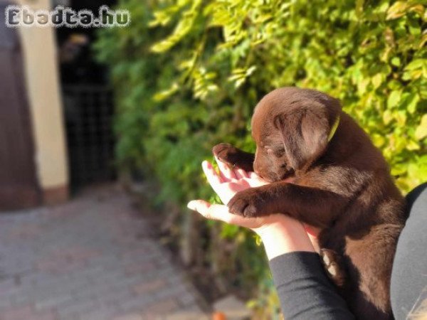 Labrador törzskönyves szülőktől csoki színű