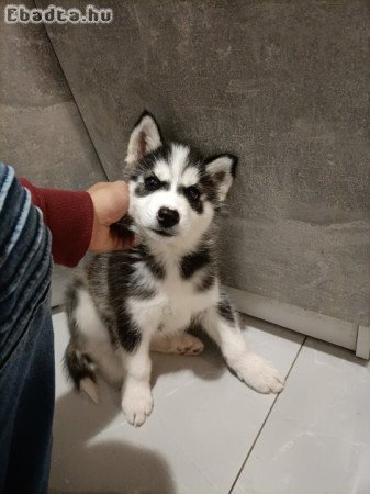 husky kan kölyök 9hetes