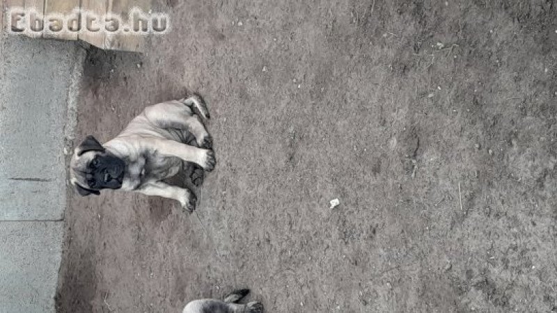 Eladó törzskönyvezett bullmastiff kiskutya