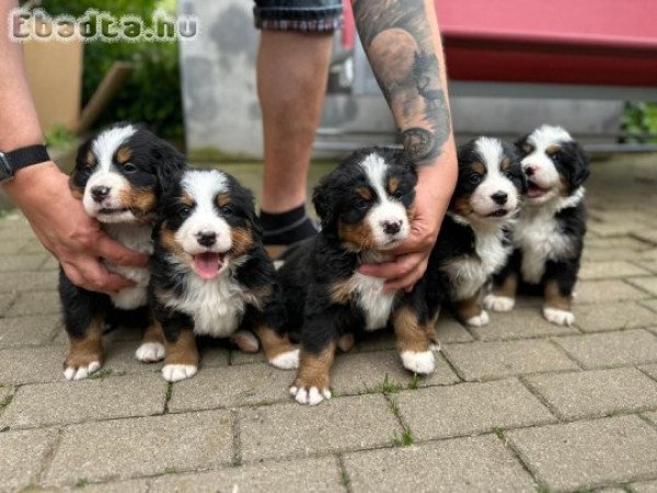 Berni pásztorkutyáink új otthont keresnek,